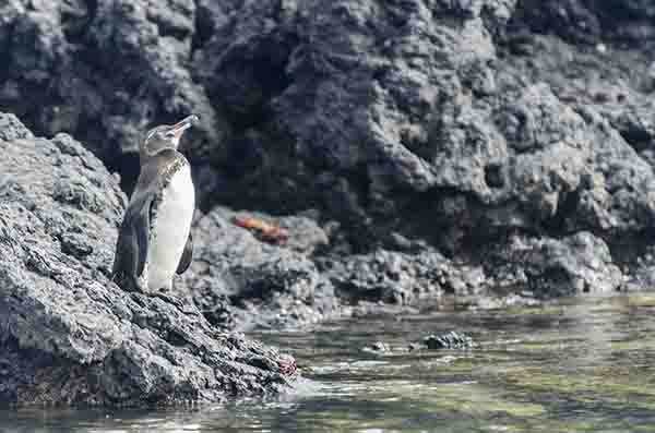 Pingüino de Galápagos - islote Las Tintoreras - islas Galápagos - Ecuador 2.jpg